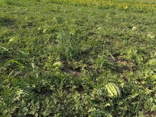Somos productores rumanos y ofrecemos sandías frescas de cultivo