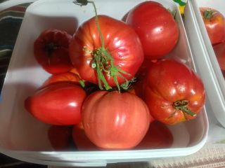 Vendo tomates frescos de huerta a un precio excepcional