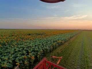 Hola. Vendo semillas de girasol directamente del campo. La