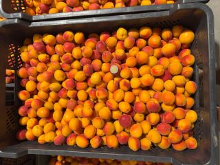 Vendo albaricoques Harlayne pequeños y calibrados. Directamente del productor.