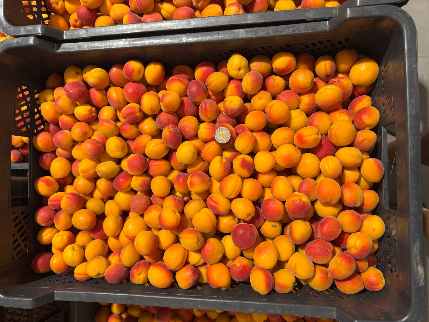 Vendo albaricoques Harlayne pequeños y calibrados