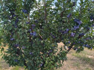 Vendo ciruelas pasas de la variedad "Stanley" con certificado