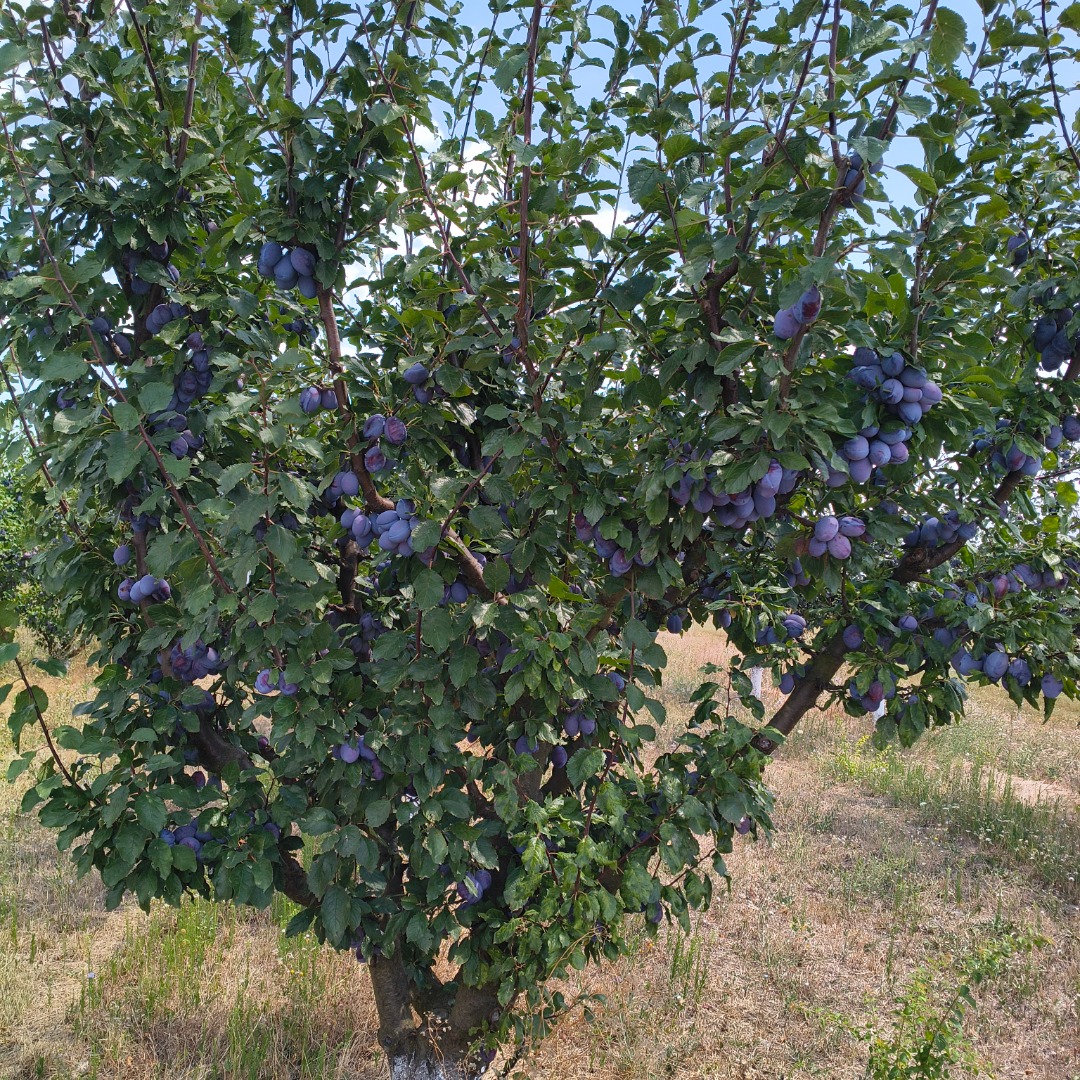 Vendo ciruelas pasas de la variedad "Stanley" con certificado de producción ecológica