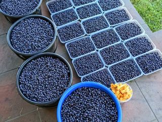 Venderé diariamente bayas puras cosechadas hasta 100 kg por