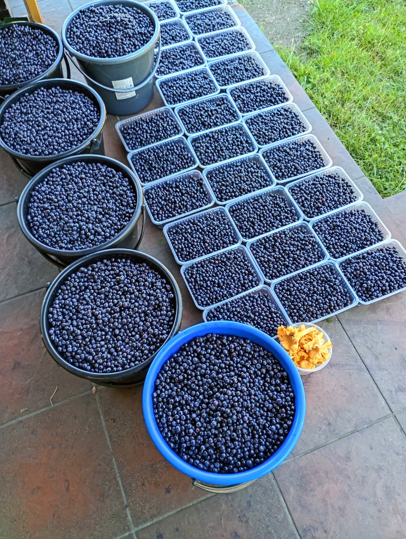 Venderé diariamente bayas puras cosechadas hasta 100 kg por día