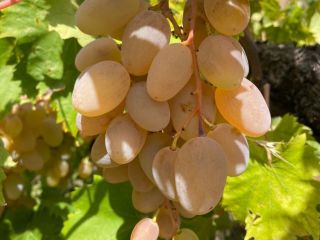 Uvas certificadas de alta calidad para la producción de