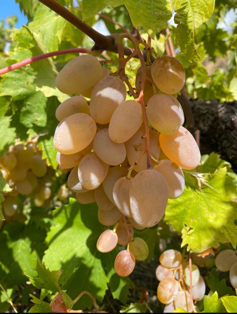 Uvas certificadas de alta calidad para la producción de vino Etna DOC (blanco, tinto y rosado)