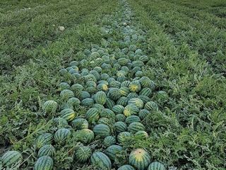 Se venden sandías, melones honeydew y cantalupos. También es