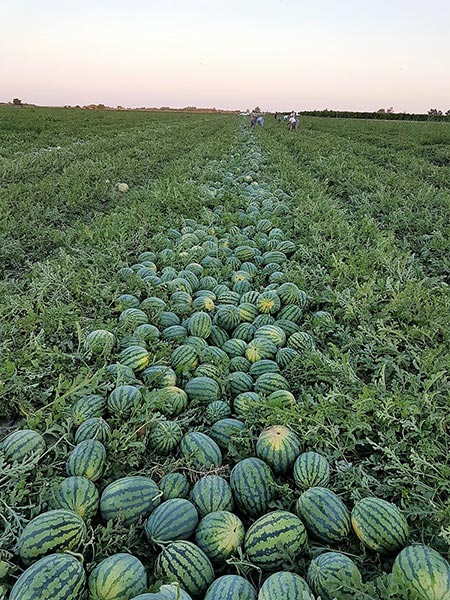 Se venden sandías, melones honeydew y cantalupos