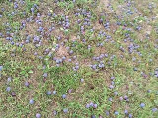 Ciruelas en venta para la elaboración de brandy
