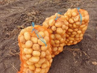 Vendo papas de consumo, Carrera y Bellarosa, sanas, seleccionadas
