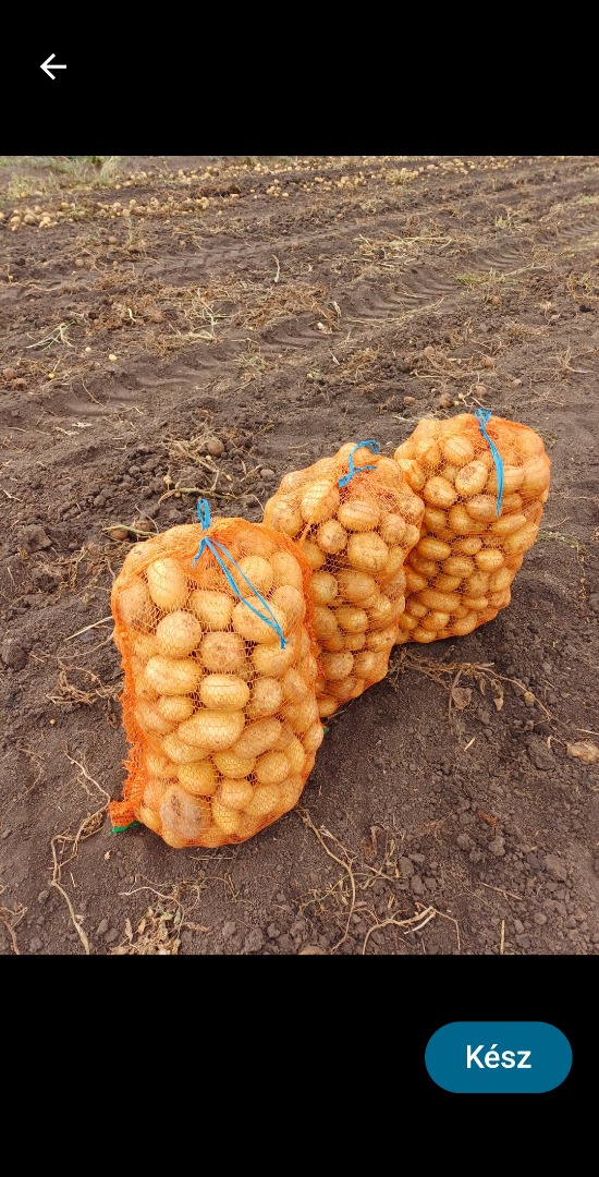 Vendo papas de consumo, Carrera y Bellarosa, sanas, seleccionadas y envasadas en sacos de 25 kg o en Big-Bags