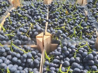 Uvas frescas de Moldavia. Disponemos de entre 900 y