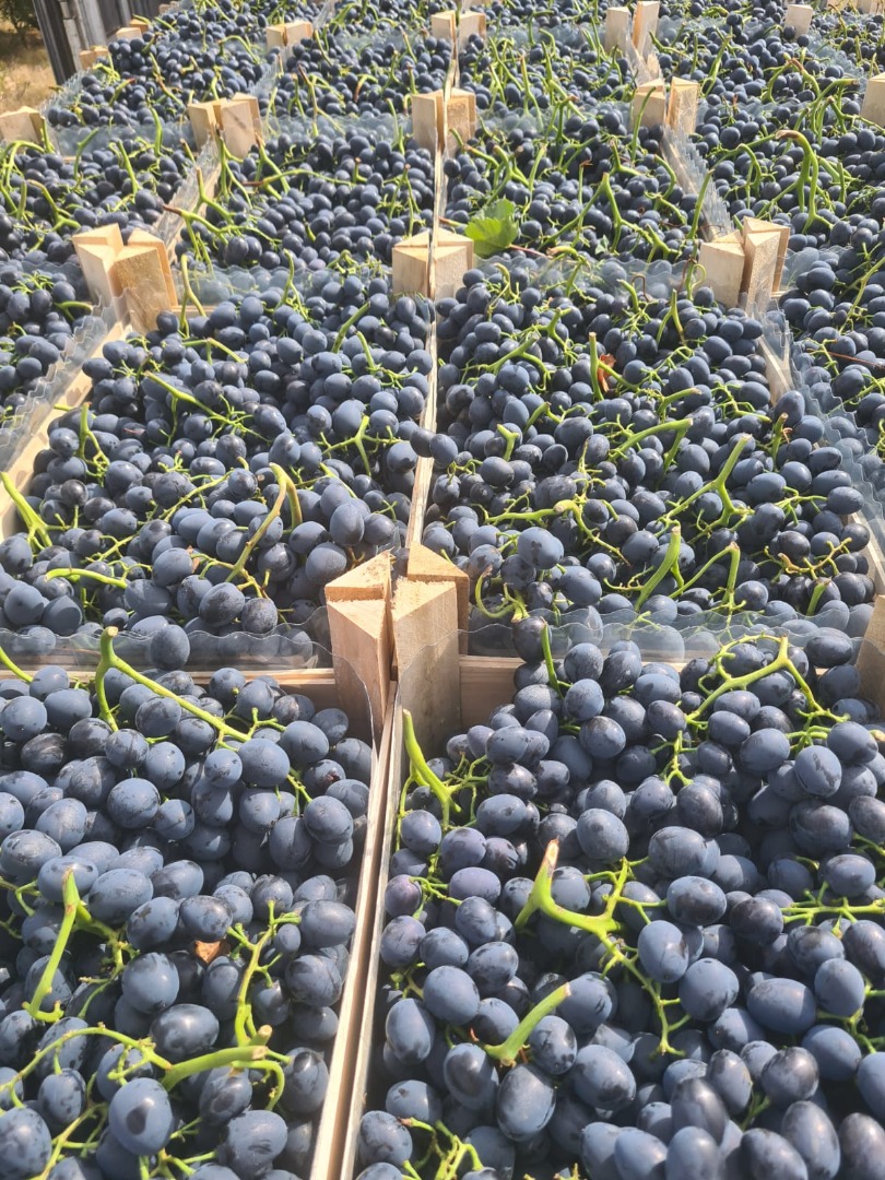 Uvas frescas de Moldavia