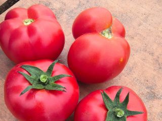 Hola, tengo una gran cantidad de tomates redondos y