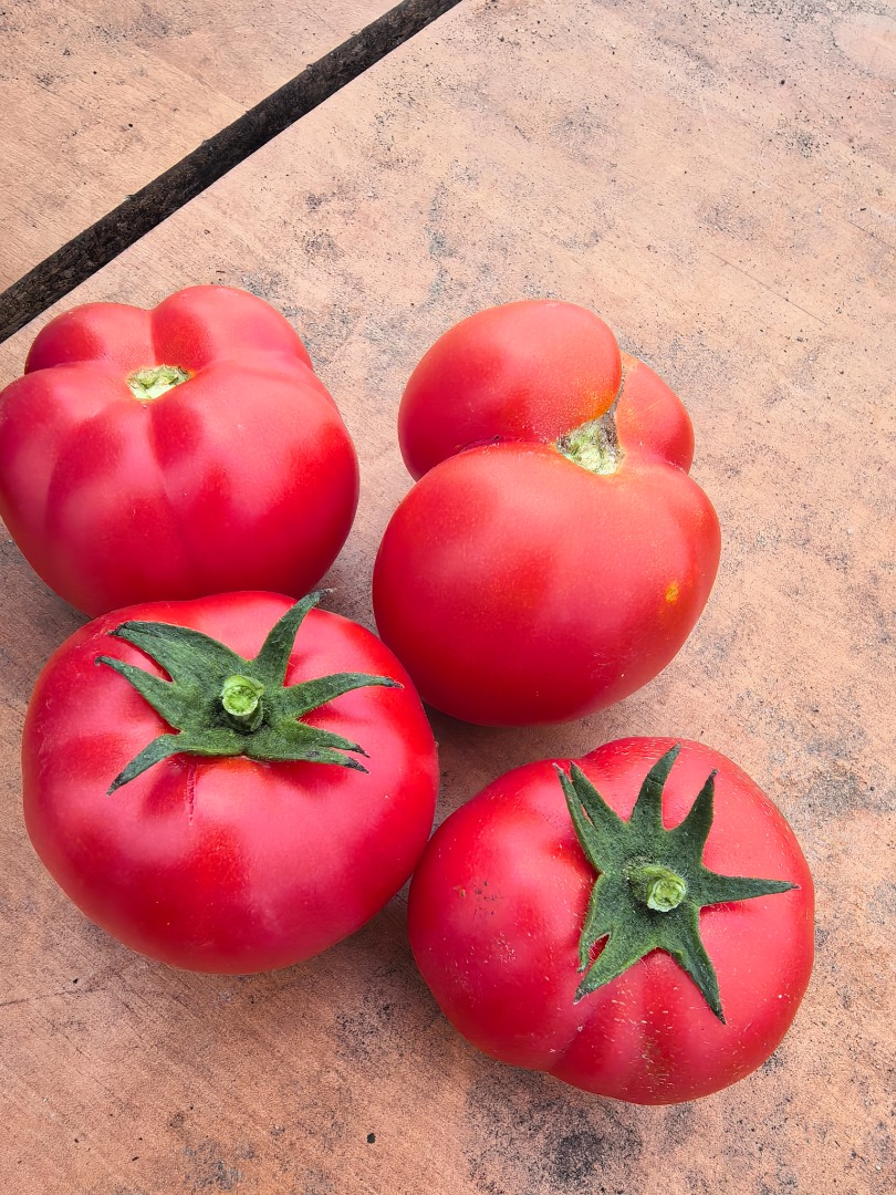 Hola, tengo una gran cantidad de tomates redondos y lima a la venta