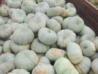 Vendo calabazas para pastel Sampson f1.