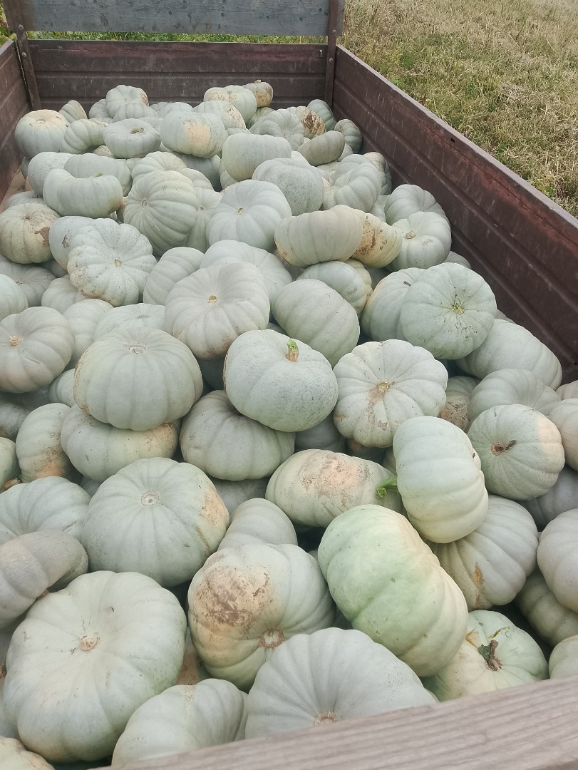 Vendo calabazas para pastel Sampson f1