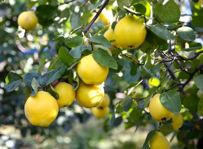 Los productos se preparan específicamente para cada comprador