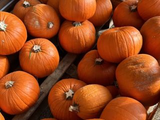 Calabazas de Halloween 2026. Suministramos calabazas cultivadas en nuestros