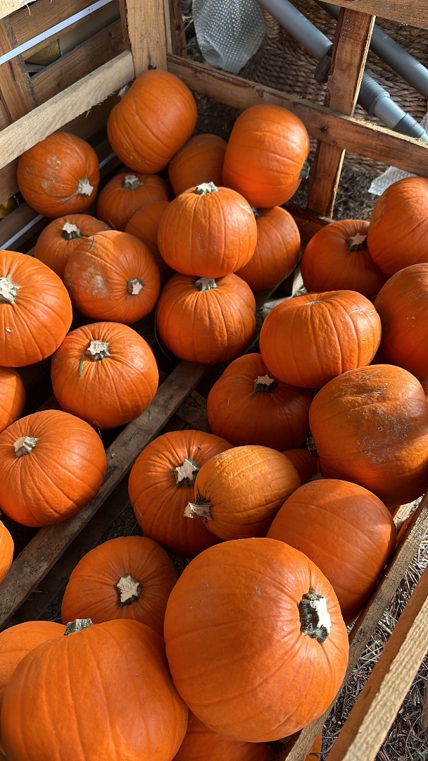 Calabazas de Halloween 2026
