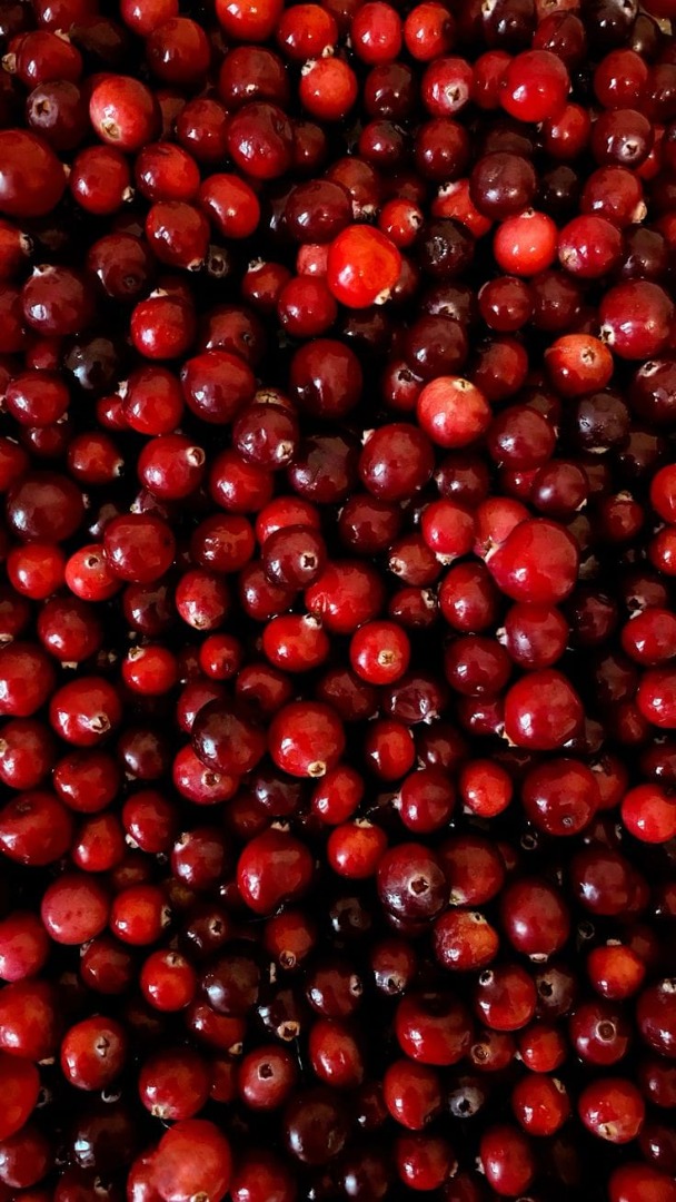 Arándanos rojos de jardín de alta calidad