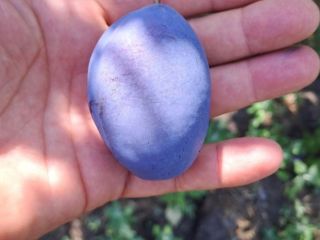 300 toneladas de ciruelas Stanley frescas en venta. Ofrezco