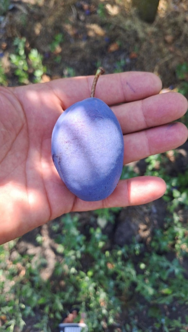 300 toneladas de ciruelas Stanley frescas en venta