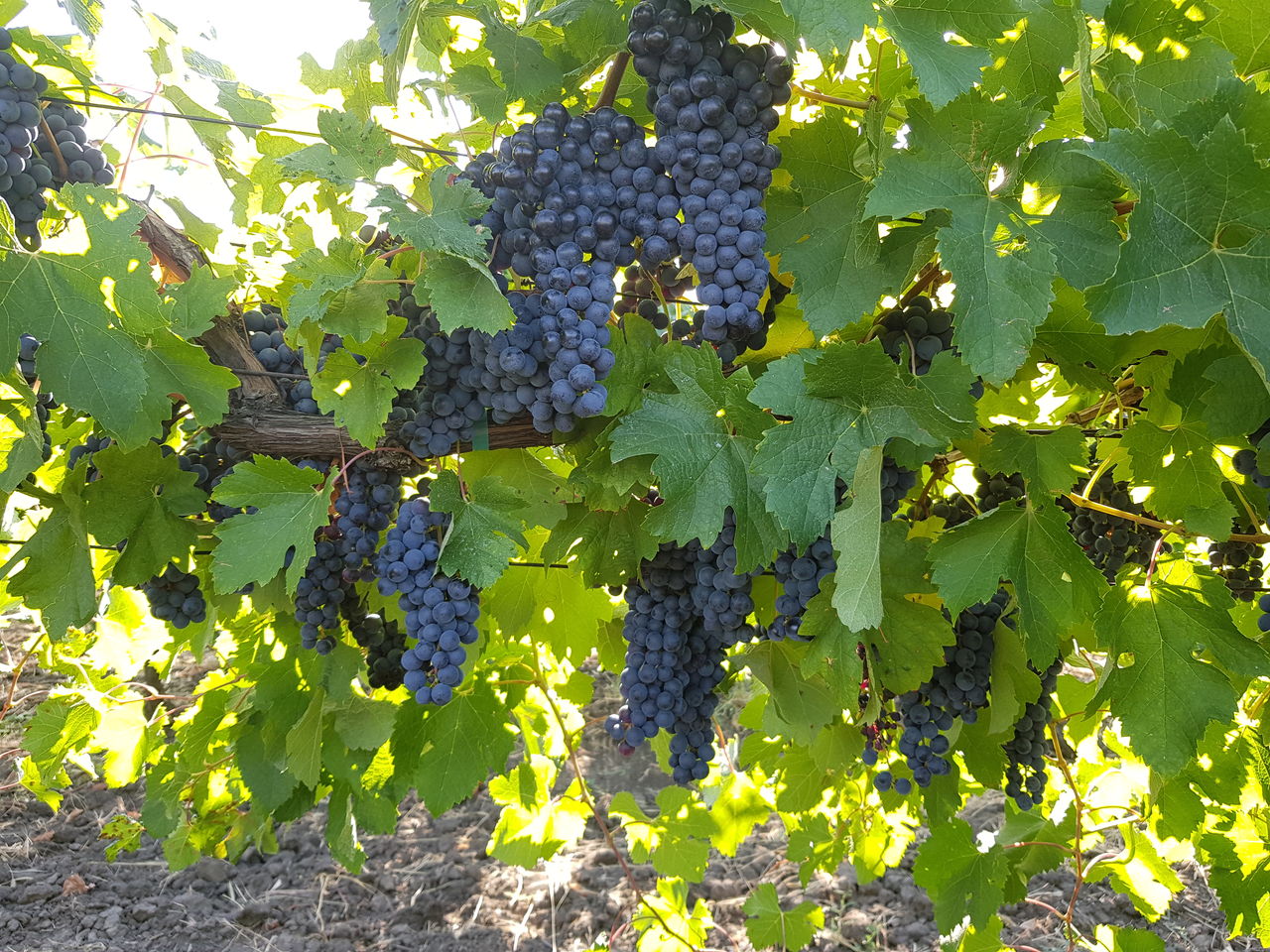 Uvas de mesa - principalmente Coarna Regala Romanianască con bayas grandes - negras fff maduras - y las destinadas a vino y tuica - Tamaioasa, Resling, Otonel