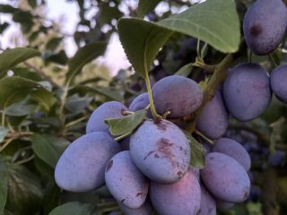 Tengo una gran cantidad de ciruelas Topking en venta.