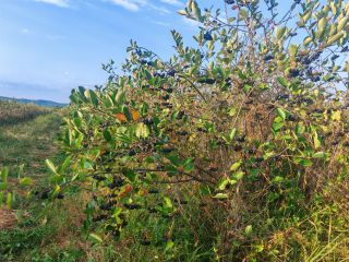 Vendo aronia orgánica certificada, zona de Prahova. Cantidad: 5