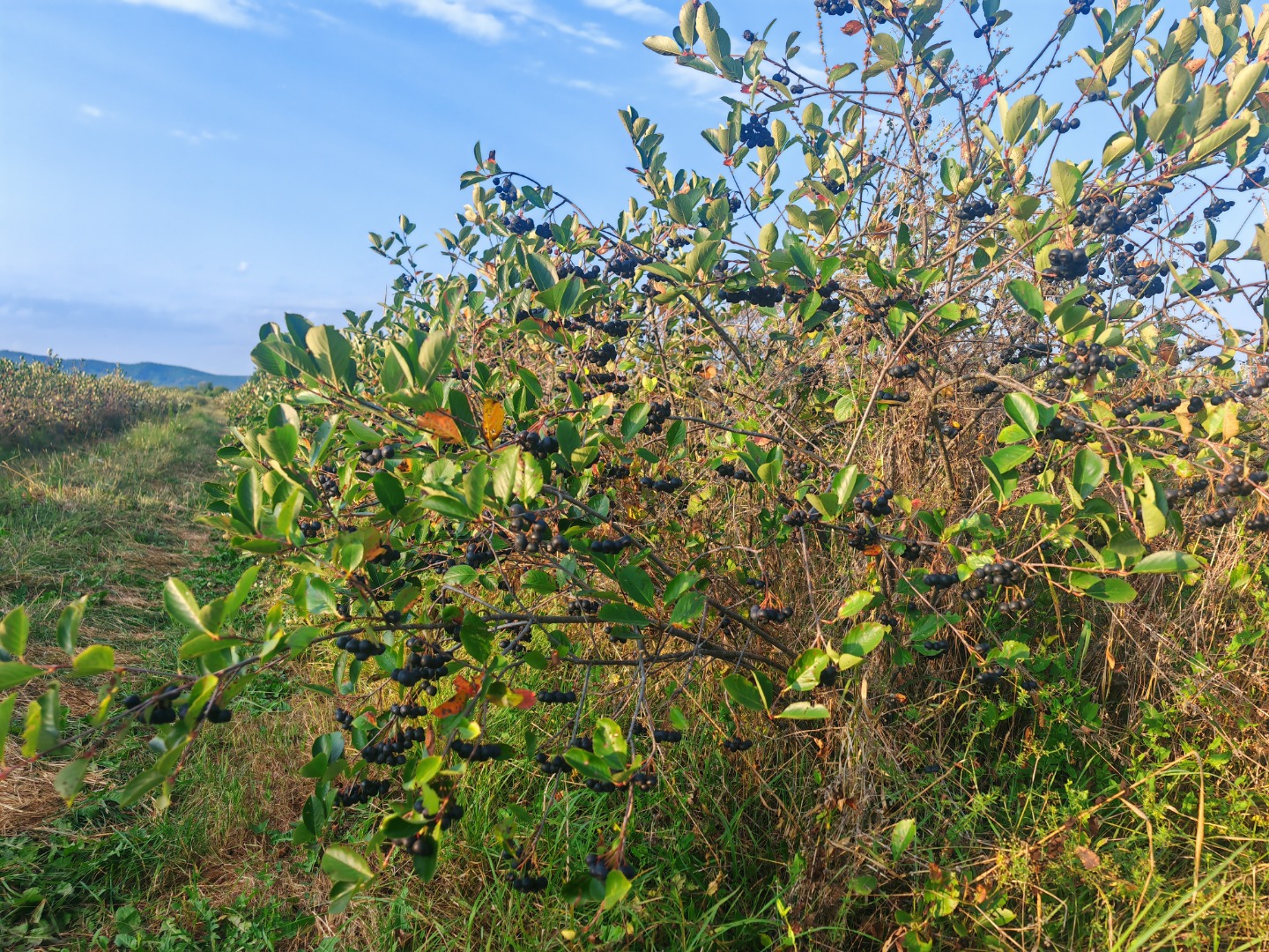 Vendo aronia orgánica certificada, zona de Prahova