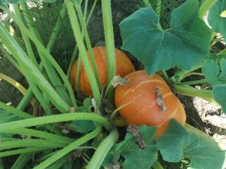 Hola, tengo 6 toneladas de calabazas de Hokkaido, variedad