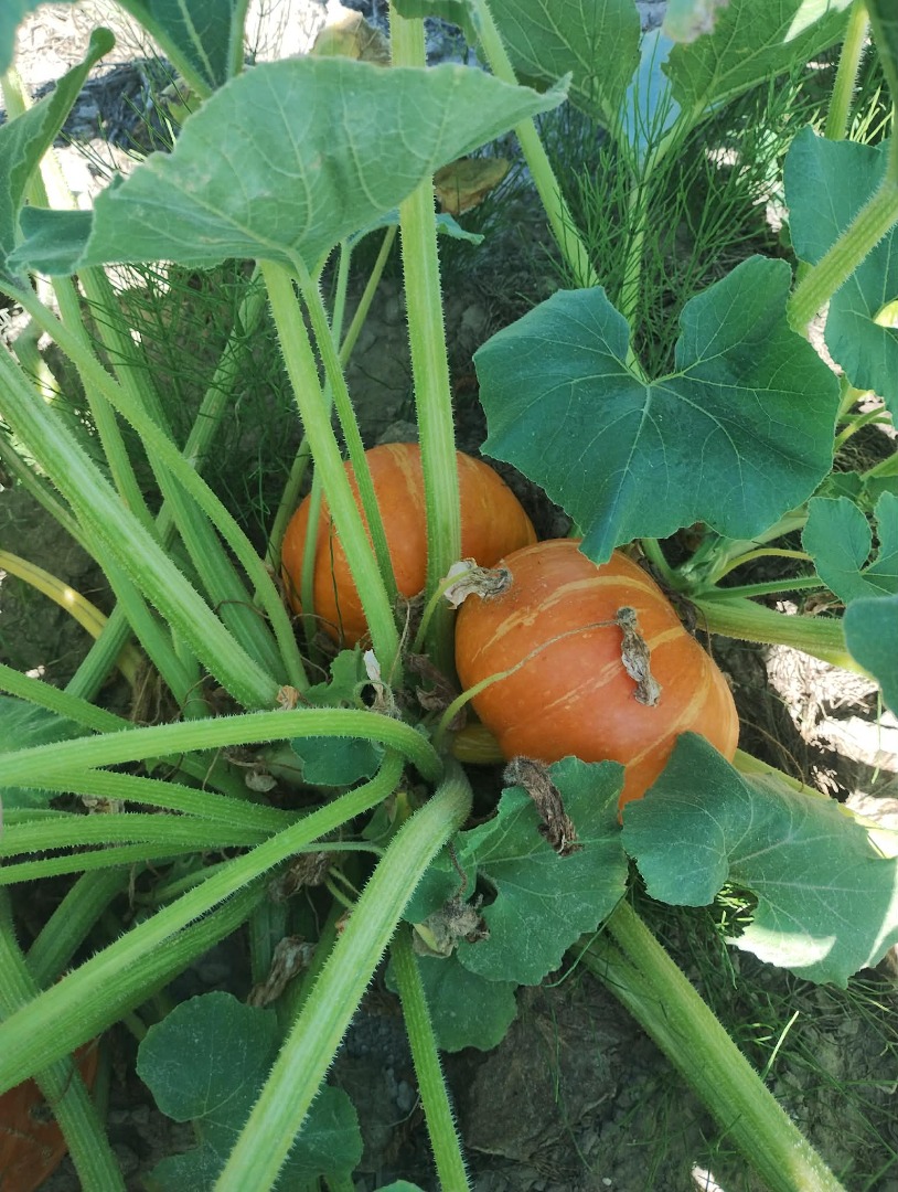 Hola, tengo 6 toneladas de calabazas de Hokkaido, variedad Uhiki Kuri, y 8 tonalidades de calabazas Amoro