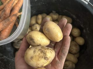 Hola, vendo patatas tiernas, variedad Mariola temprana, amarillas, sabrosas.