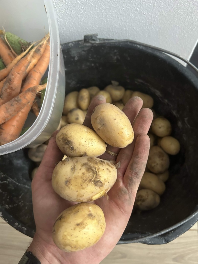 Hola, vendo patatas tiernas, variedad Mariola temprana, amarillas, sabrosas