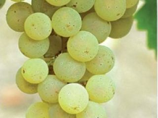 Vendo uvas Riesling y Župljanka italianas. Número de contacto: