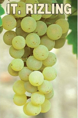 Vendo uvas Riesling y Župljanka italianas
