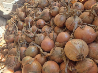 Cebollas a la venta 45+ | Bolsa | Majka