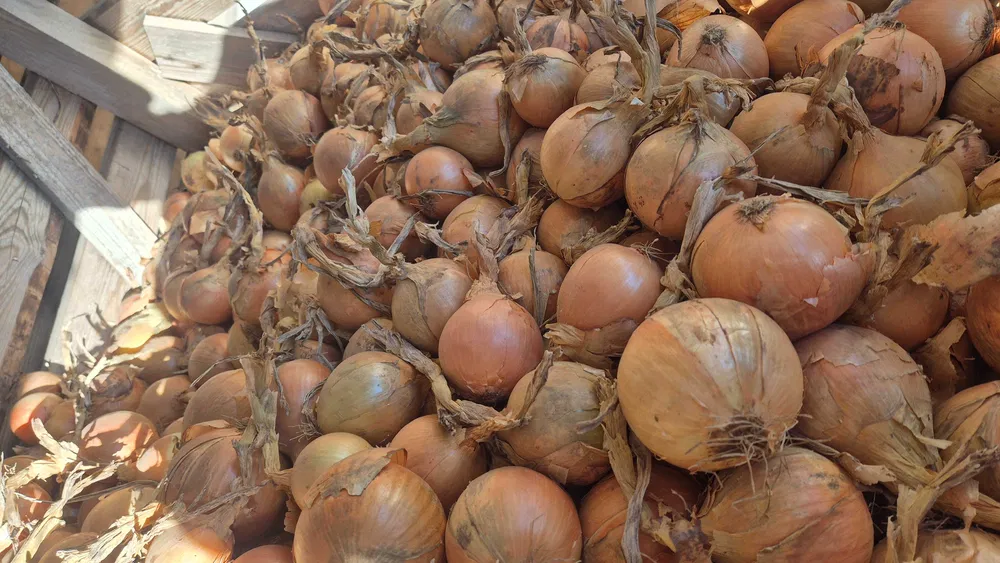 Cebollas a la venta 45+ | Bolsa | Majka | Delta Gigant | Piel resistente | Camiones cargados de cebollas amarillas a la venta