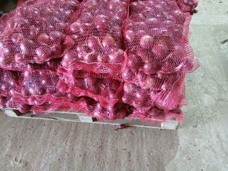 Se venden cebollas amarillas Stuttgarter, recién envasadas en sacos