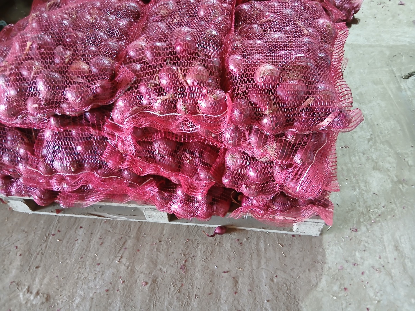 Se venden cebollas amarillas Stuttgarter, recién envasadas en sacos de 20 kg, y cebollas rojas Red Karmen en sacos de 10 kg