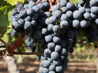 Vendo Cabernet Sauvignon (uvas) de primera calidad.
