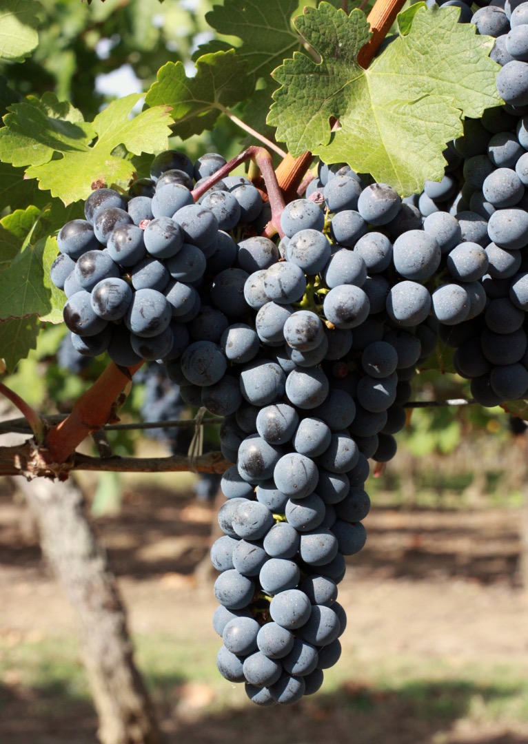 Vendo Cabernet Sauvignon (uvas) de primera calidad