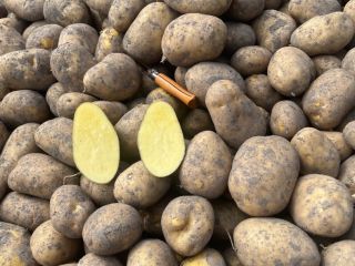 Patatas Agria, lavadas/sin lavar, origen Holanda. Envase: sacos de