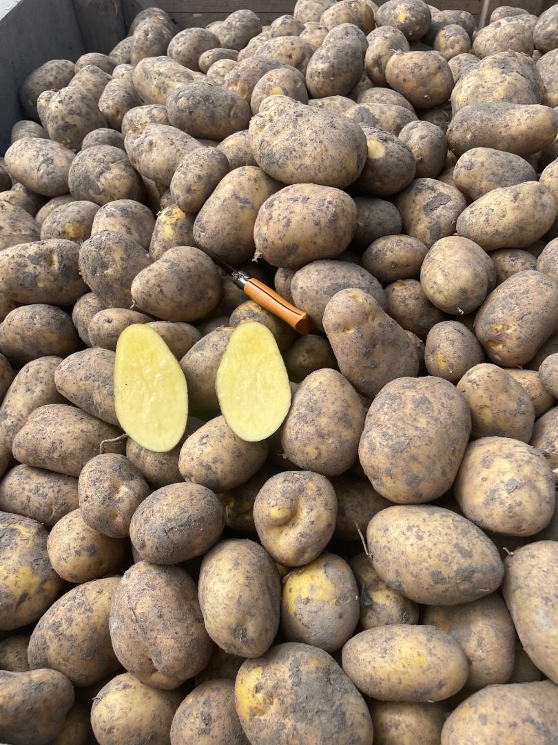 Patatas Agria, lavadas/sin lavar, origen Holanda