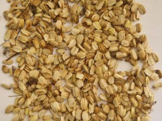 Hola, vendo semillas de angélica (Angelica archangelica) cosechadas a