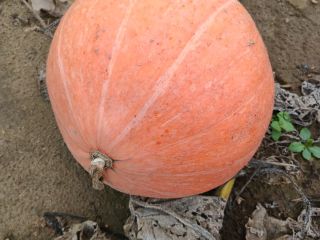 Venderé calabazas de la variedad Otylia, enteras o cortadas