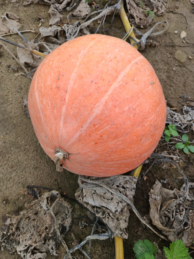 Venderé calabazas de la variedad Otylia, enteras o cortadas en medias lunas