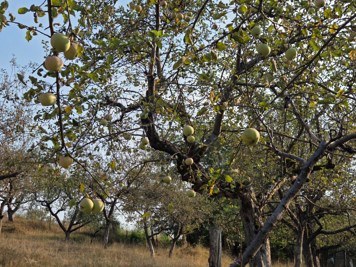 Vendo manzanas de la huerta Detalu y estoy negociando en el siguiente número: +[teléfono]
